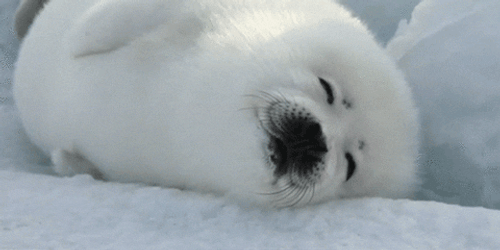 Spinning White Seal GIF