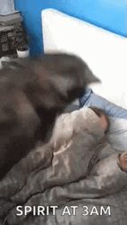Spirit Adhd At 3Am GIF