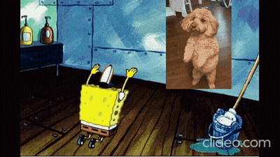 SpongeBob Cleaning Floor With Poodle Picture GIF