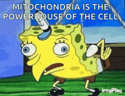 Spongebob Mocking Mitochondria GIF