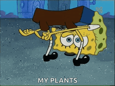 Spongebob Squarepants Is Holding A Piece Of Wood And Says `` My Plants '' While Walking . GIF