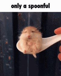 Spoonful Of Hampter Cuteness GIF