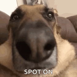 Spot On Close Up Nose Shot GIF