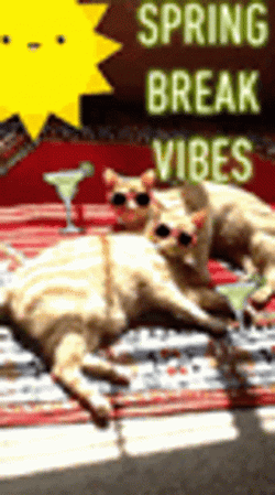 Cats Chilling Spring Break Vibes GIF | GIFDB.com