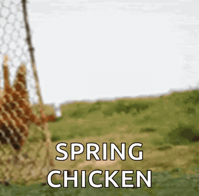 Spring Chicken Behind Wire Fence GIF