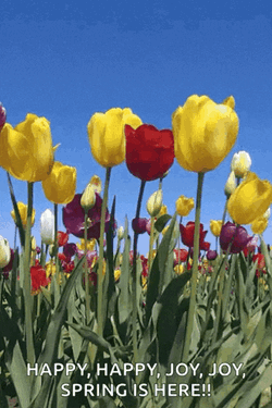 Spring Time Tulips GIF