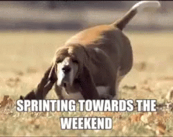 Sprinting Towards The Weekend Basset Hound GIF