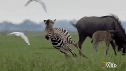 Sprinting Wild Zebra Nat Geo Wild GIF