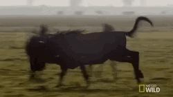 Sprinting Wilderbeest Nat Geo Wild GIF