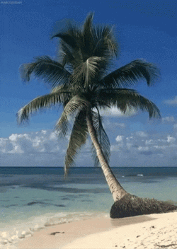Sprout Tree Has Been Spotted GIF