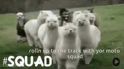 Squad Llama Rolling Up GIF