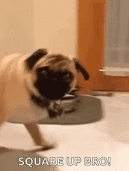 Square Up Bro Pug GIF