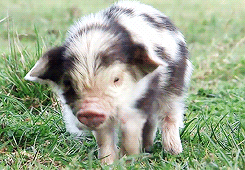 Squeal Like A Baby Pig Walking GIF