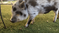 Squeal Like A Dotted Pig GIF