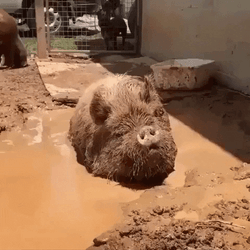 Squeal Like A Pig In The Mud GIF