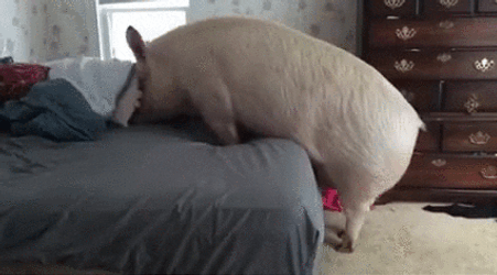 Squeal Like A Pig In The Sofa GIF