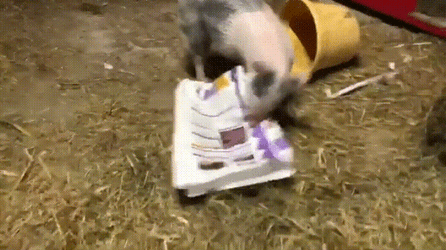 Squeal Like A Pig Playing Around GIF