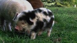 Squeal Like A Pig Shake It Off GIF