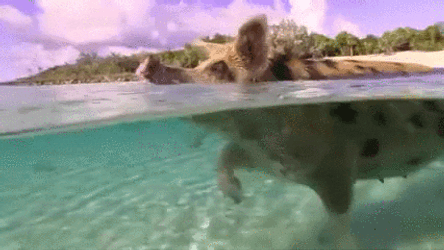 Squeal Like A Pig Swimming GIF