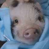 Squeal Like A Sleepy Pig GIF