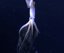 Squid Big Squid GIF