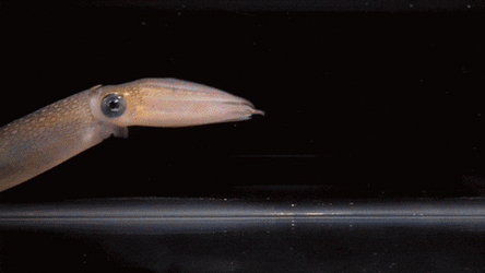 Squid Close Up GIF