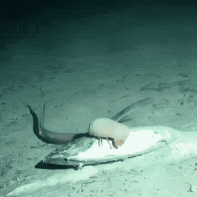 Squid Laying On Paper In Ocean GIF