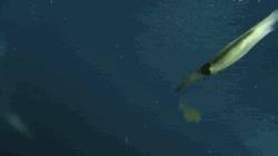 Squid Self Defense GIF