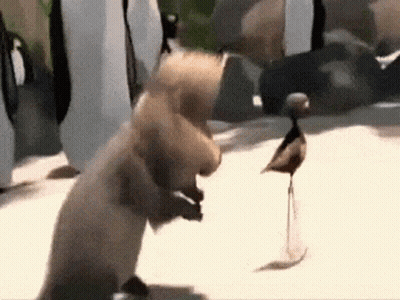 Squirrel And Bird Standing Together GIF