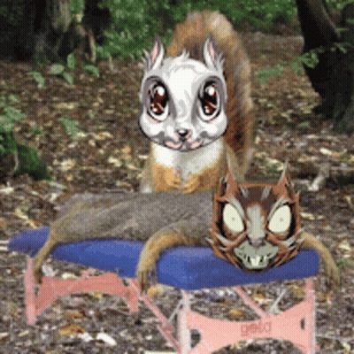Squirrel And Cat Sitting On Bench Saying Gold GIF