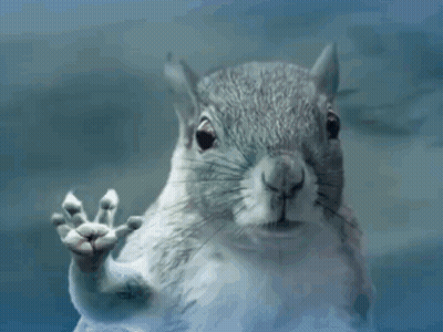 Squirrel Behind Glass With Paw Out GIF