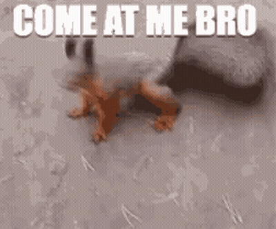 Squirrel Crawling Come At Me Bro