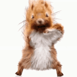 Squirrel Dance GIF