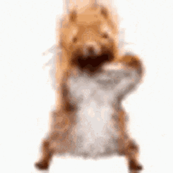 Squirrel Dance Squirrel Luois Hello GIF