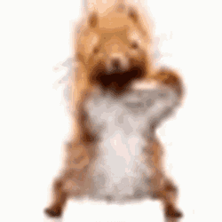 Squirrel Dancing GIF