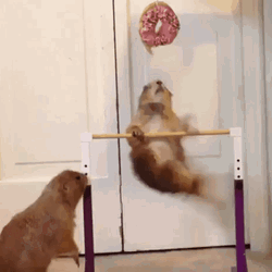 Squirrel Doughnut Workout Motivation GIF