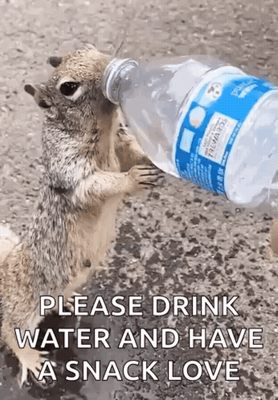 Squirrel Drinking Water From Bottle GIF