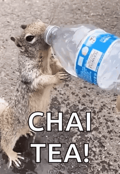 Squirrel Drinking Water GIF