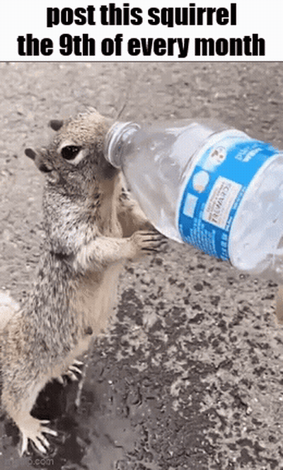 Squirrel Drinking Water GIF