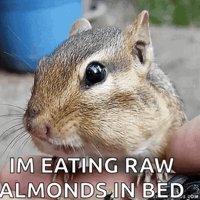 Squirrel Eating Almonds In Bed GIF