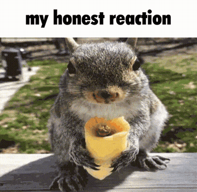 Squirrel Eating Cheese My Honest Reaction GIF