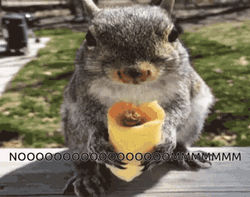 Squirrel Eating Egg Roll