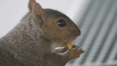 Squirrel Eating Food From Hand GIF