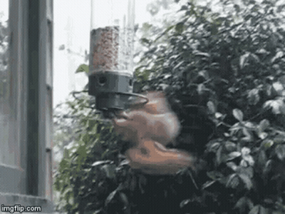 Squirrel Eating From Bird Feeder GIF