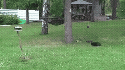 Squirrel Eating From Bird Feeder GIF