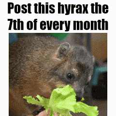 Squirrel Eating Lettuce With Post This Hyrax The 7Th GIF
