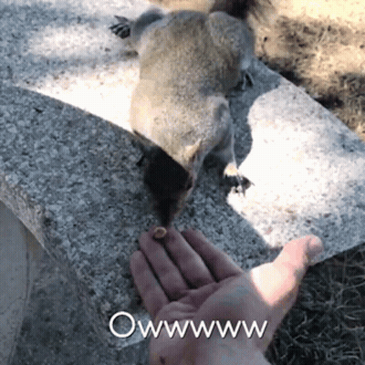 Squirrel Eating Nut From Hand Saying Owwww GIF