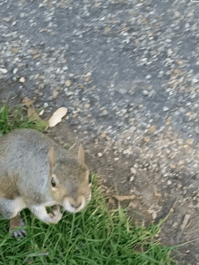 Squirrel Eating Nut In Grass GIF