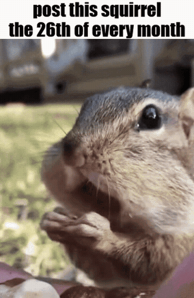 Squirrel Eating Nut GIF