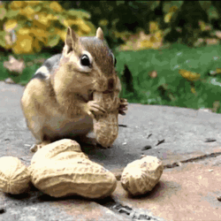 Squirrel Eating Nuts GIF